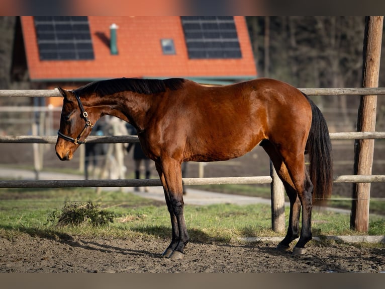 Österreichisches Warmblut Wallach 3 Jahre 165 cm Brauner in Trag