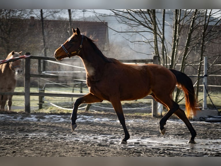 Österreichisches Warmblut Wallach 3 Jahre 165 cm Brauner in Trag