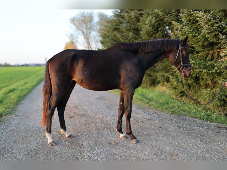 Österreichisches Warmblut Wallach 3 Jahre 167 cm Dunkelbrauner in Güssing