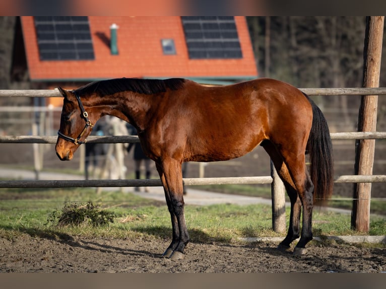 Österreichisches Warmblut Wallach 3 Jahre 168 cm Brauner in Bad Schwanberg