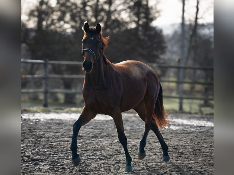 Österreichisches Warmblut Wallach 3 Jahre 168 cm Brauner in Bad Schwanberg