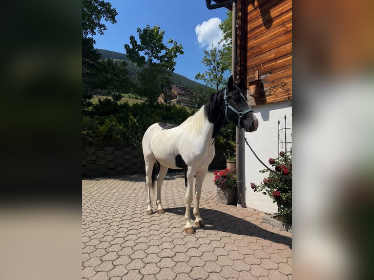 Österreichisches Warmblut Wallach 3 Jahre 168 cm Schecke in Bad Kleinkirchheim