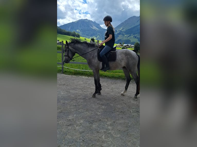 Österreichisches Warmblut Wallach 3 Jahre 170 cm Apfelschimmel in AU