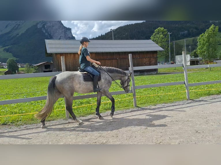 Österreichisches Warmblut Wallach 3 Jahre 170 cm Apfelschimmel in AU
