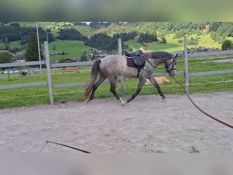 Österreichisches Warmblut Wallach 3 Jahre 170 cm Apfelschimmel in AU