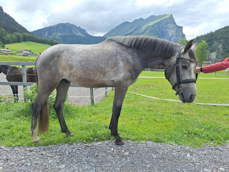 Österreichisches Warmblut Wallach 3 Jahre 170 cm Apfelschimmel in AU