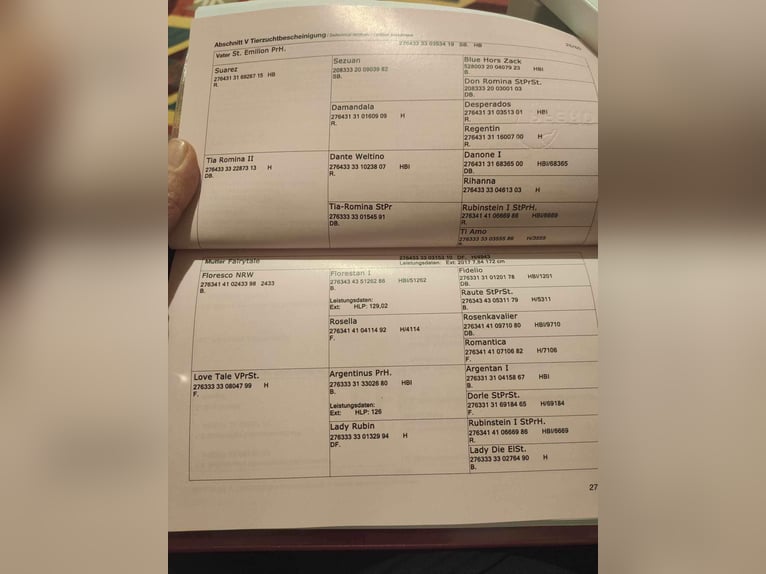 Österreichisches Warmblut Wallach 3 Jahre 170 cm Brauner in Ebreichsdorf