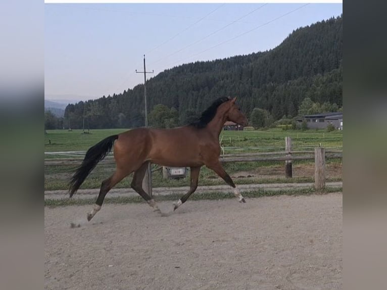 Österreichisches Warmblut Wallach 3 Jahre 170 cm Brauner in Sutsch