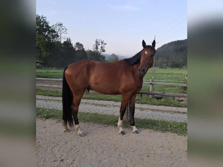 Österreichisches Warmblut Wallach 3 Jahre 170 cm Brauner in Sutsch
