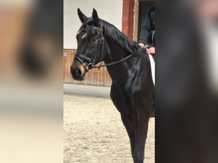 Österreichisches Warmblut Wallach 3 Jahre 170 cm Schwarzbrauner in Braunau