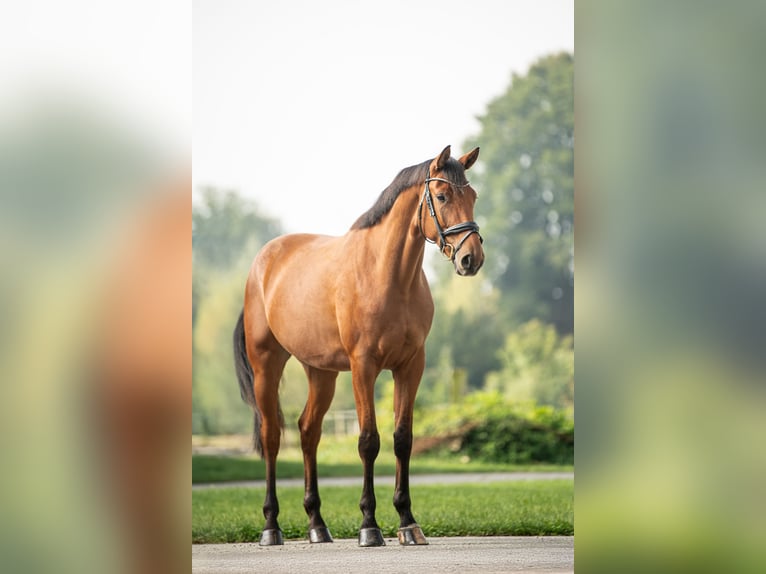 Österreichisches Warmblut Wallach 3 Jahre 171 cm Brauner in Niklasdorf