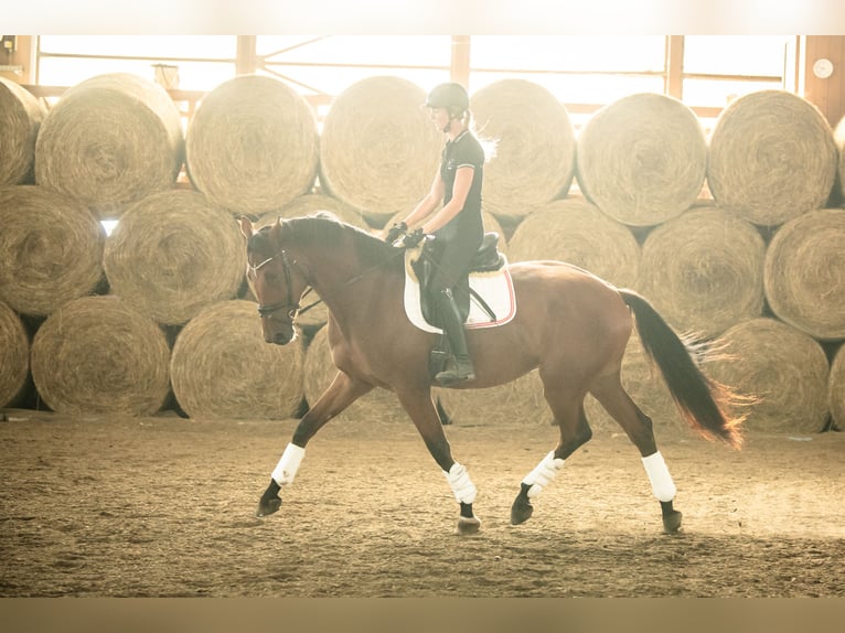 Österreichisches Warmblut Wallach 3 Jahre 171 cm Brauner in Niklasdorf