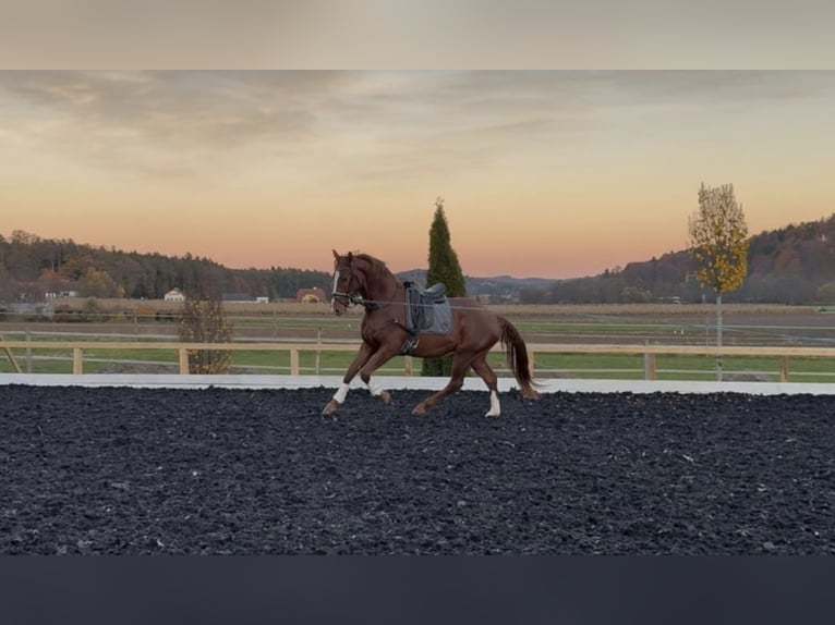 Österreichisches Warmblut Wallach 3 Jahre 173 cm Fuchs in St Marein bei Graz