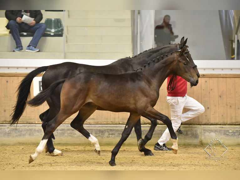 Österreichisches Warmblut Wallach 3 Jahre Brauner in Desselbrunn