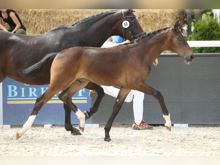 Österreichisches Warmblut Wallach 3 Jahre Brauner in Desselbrunn