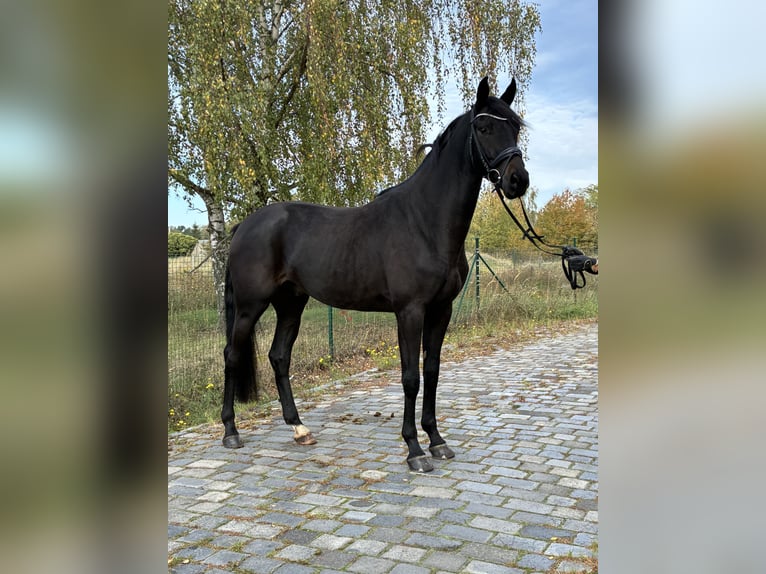 Österreichisches Warmblut Wallach 3 Jahre  in Mockrehna