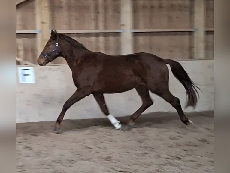 Österreichisches Warmblut Wallach 3 Jahre  in Stanz im Mürztal