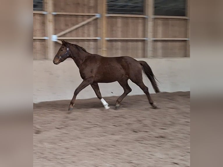 Österreichisches Warmblut Wallach 3 Jahre  in Stanz im Mürztal