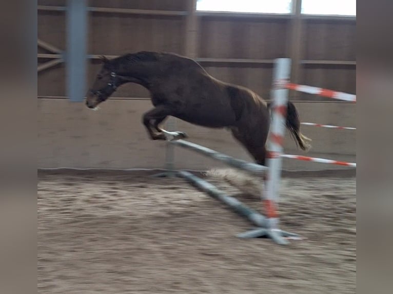 Österreichisches Warmblut Wallach 3 Jahre  in Stanz im Mürztal