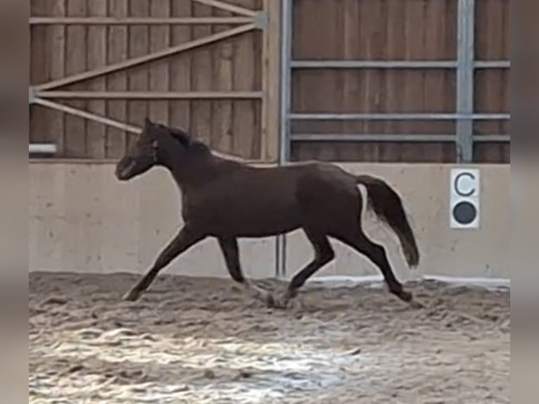 Österreichisches Warmblut Wallach 3 Jahre  in Stanz im Mürztal