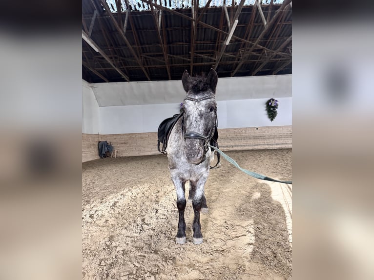 Österreichisches Warmblut Wallach 4 Jahre 120 cm Tigerschecke in Perchtoldsdorf