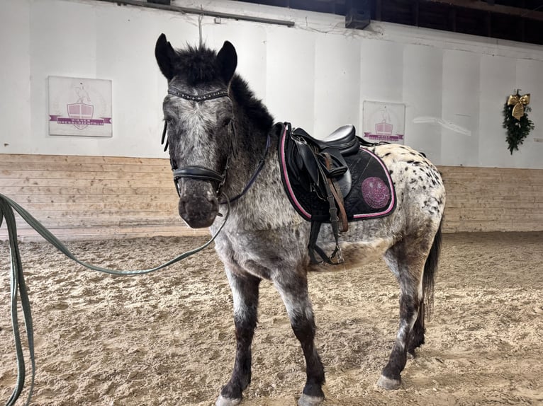 Österreichisches Warmblut Wallach 4 Jahre 120 cm Tigerschecke in Perchtoldsdorf