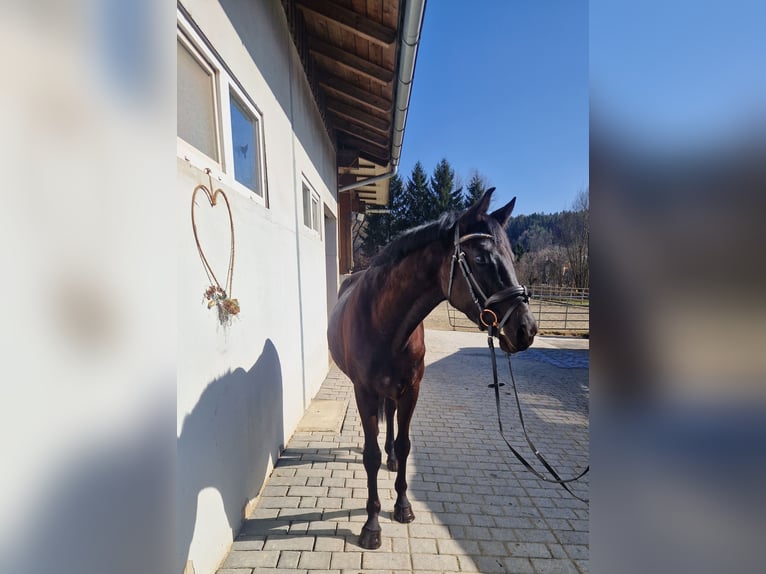 Österreichisches Warmblut Wallach 4 Jahre 158 cm Rappe in Gummern
