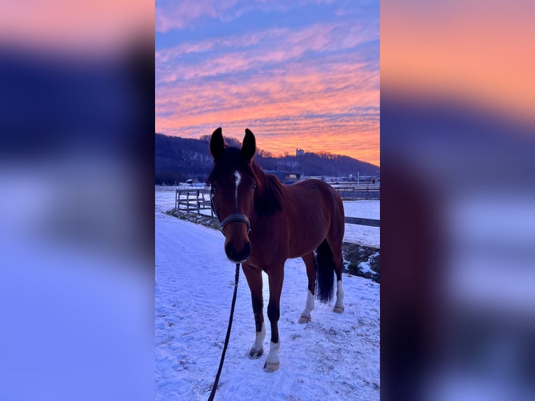 Österreichisches Warmblut Wallach 4 Jahre 160 cm Brauner in Bergheim