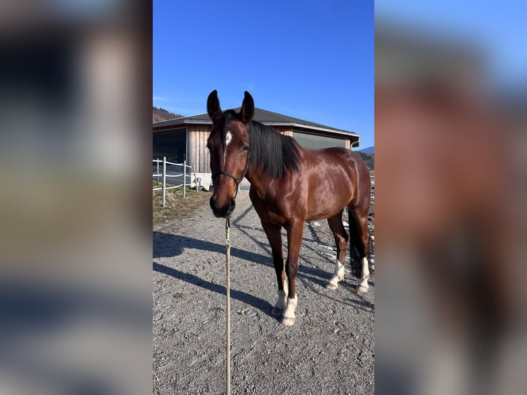 Österreichisches Warmblut Wallach 4 Jahre 160 cm Brauner in Bergheim