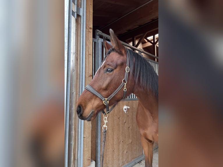 Österreichisches Warmblut Wallach 4 Jahre 160 cm Brauner in Bergheim