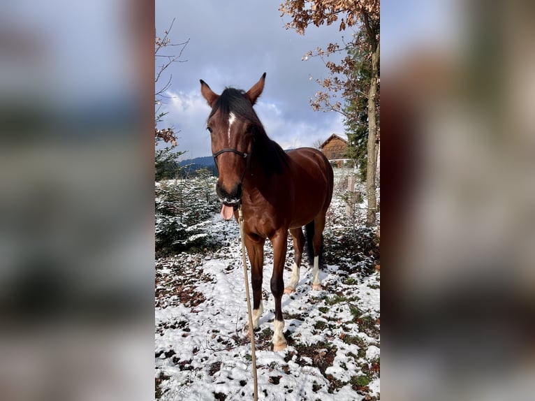 Österreichisches Warmblut Wallach 4 Jahre 160 cm Brauner in Bergheim