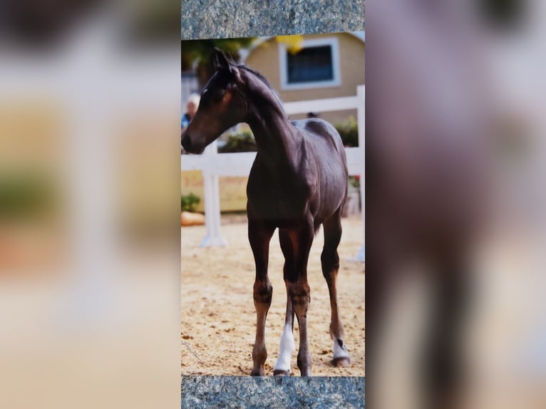 Österreichisches Warmblut Wallach 4 Jahre 162 cm Brauner in Lochen