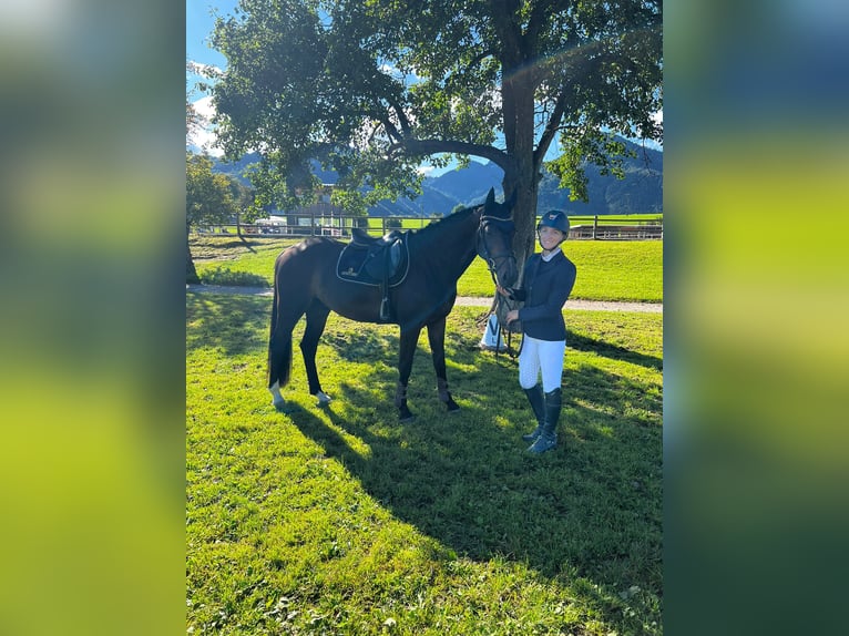 Österreichisches Warmblut Wallach 4 Jahre 162 cm Brauner in Lochen