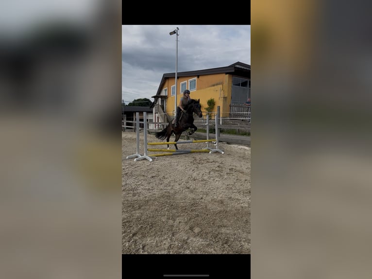 Österreichisches Warmblut Wallach 4 Jahre 162 cm Brauner in Lochen