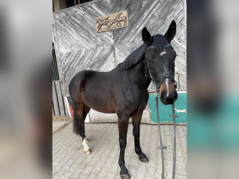 Österreichisches Warmblut Wallach 4 Jahre 162 cm Brauner in Lochen