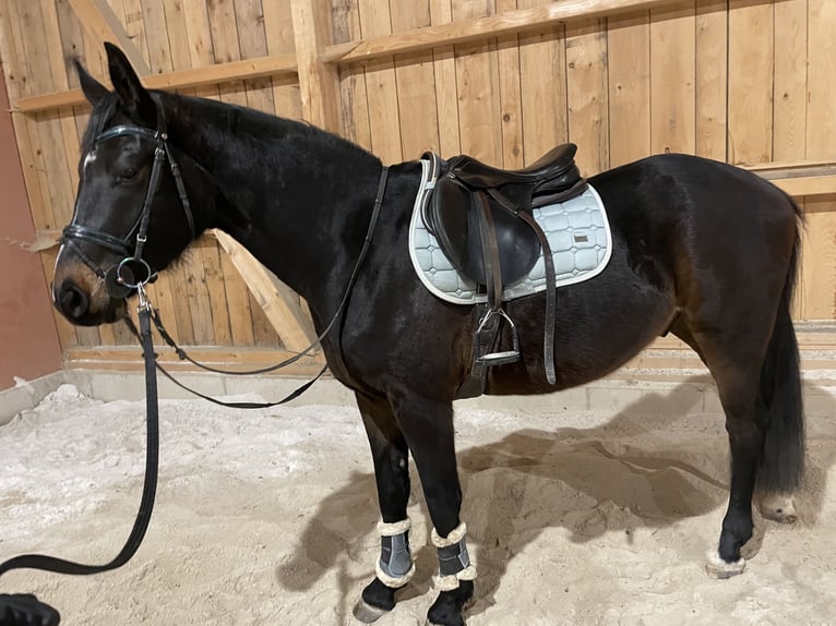 Österreichisches Warmblut Wallach 4 Jahre 162 cm Brauner in Lochen