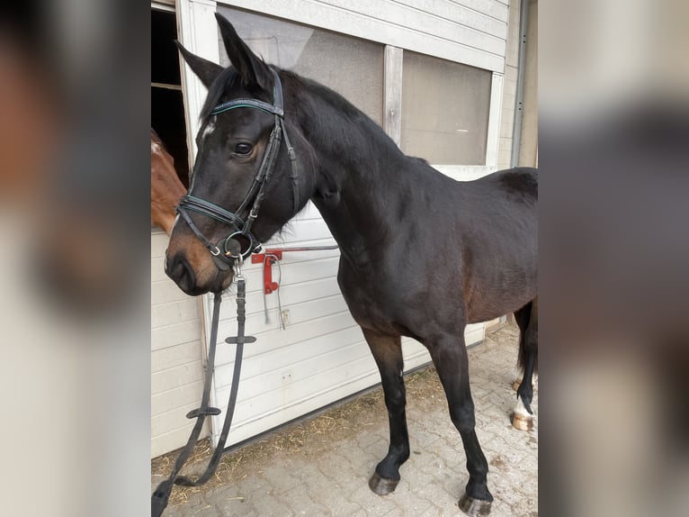 Österreichisches Warmblut Wallach 4 Jahre 162 cm Brauner in Lochen