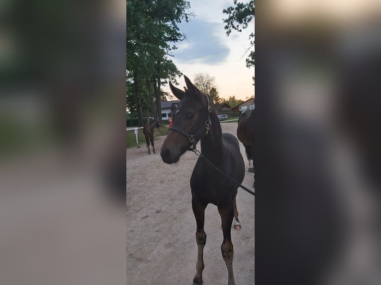 Österreichisches Warmblut Wallach 4 Jahre 162 cm Brauner in Lochen