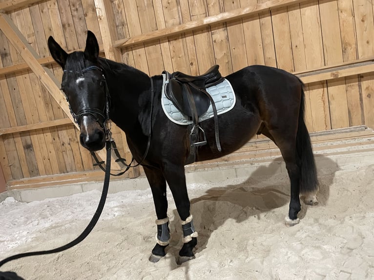 Österreichisches Warmblut Wallach 4 Jahre 162 cm Brauner in Lochen