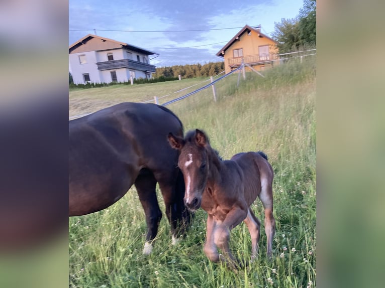 Österreichisches Warmblut Wallach 4 Jahre 162 cm Brauner in Lochen