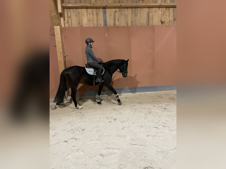 Österreichisches Warmblut Wallach 4 Jahre 162 cm Brauner in Lochen