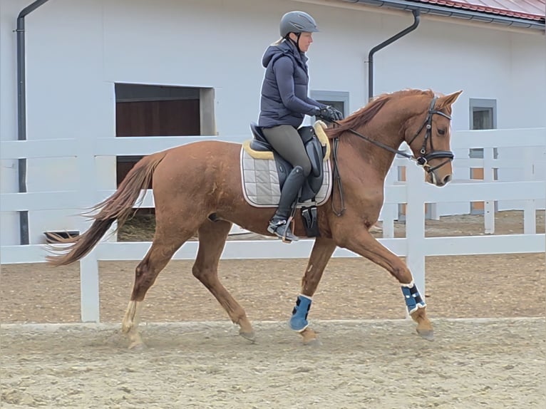 Österreichisches Warmblut Wallach 4 Jahre 162 cm Fuchs in Wolfsbach