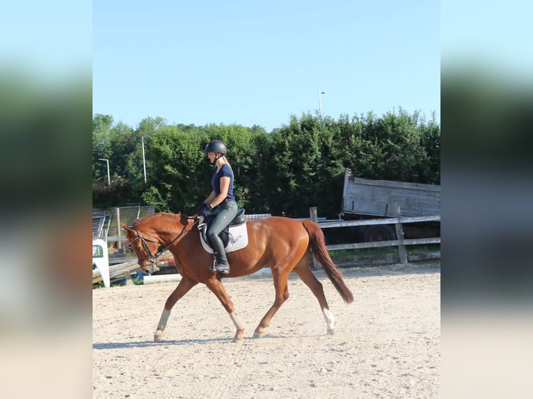 Österreichisches Warmblut Wallach 4 Jahre 162 cm Fuchs in Lochen am See