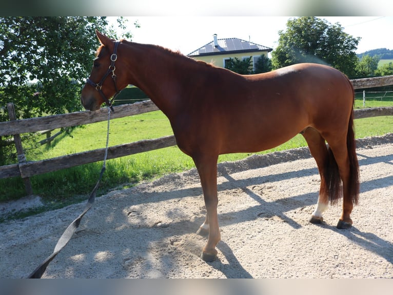 Österreichisches Warmblut Wallach 4 Jahre 162 cm Fuchs in Lochen am See