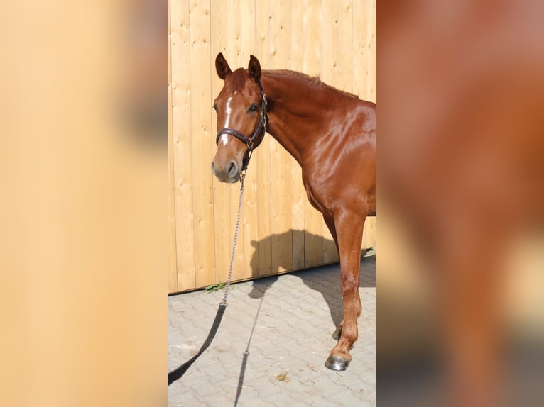Österreichisches Warmblut Wallach 4 Jahre 162 cm Fuchs in Lochen am See