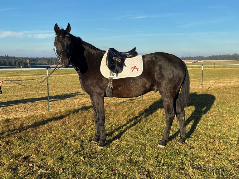 Österreichisches Warmblut Wallach 4 Jahre 163 cm in Sallingberg