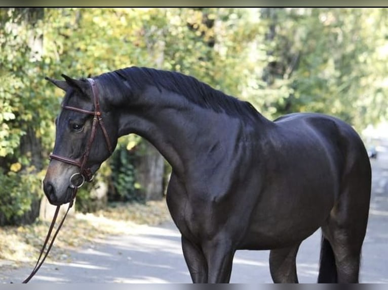 Österreichisches Warmblut Wallach 4 Jahre 165 cm Dunkelbrauner in Antau