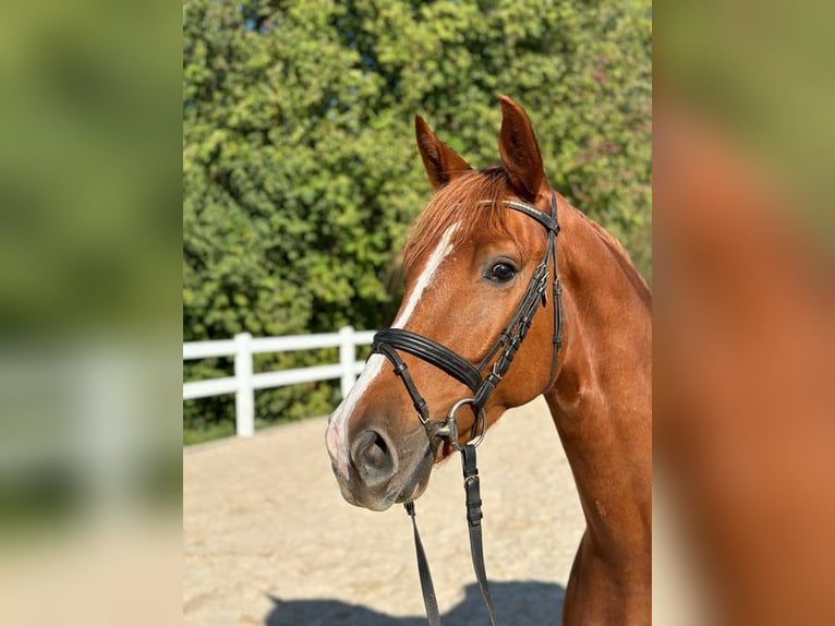 Österreichisches Warmblut Wallach 4 Jahre 165 cm Fuchs in Loiching