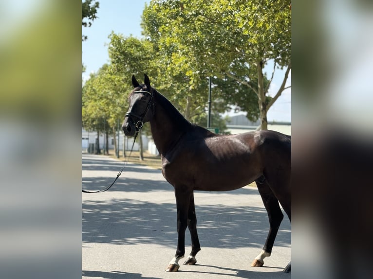 Österreichisches Warmblut Wallach 4 Jahre 165 cm Rappe in Ebreichsdorf