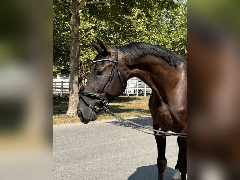 Österreichisches Warmblut Wallach 4 Jahre 165 cm Rappe in Ebreichsdorf